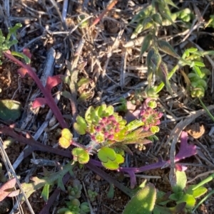 Lepidium oxytrichum at Mutawintji, NSW - 27 Jun 2024 04:30 PM