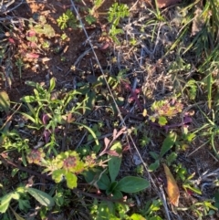 Lepidium oxytrichum at Mutawintji, NSW - 27 Jun 2024