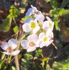 Harmsiodoxa blennodioides (Hairypod Cress) at Mutawintji, NSW - 27 Jun 2024 by Tapirlord