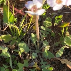 Harmsiodoxa blennodioides at Mutawintji, NSW - 27 Jun 2024