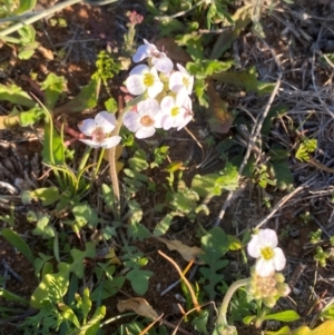 Harmsiodoxa blennodioides at Mutawintji, NSW - 27 Jun 2024