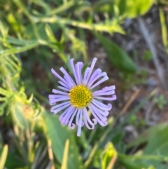 Brachyscome ciliaris var. ciliaris (Bushy Cut-leaf Daisy) at Mutawintji, NSW - 27 Jun 2024 by Tapirlord