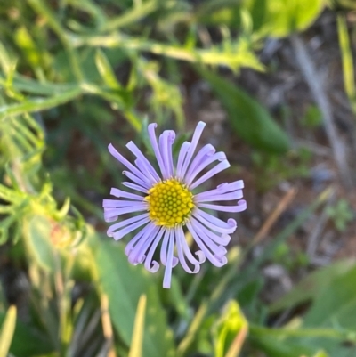 Brachyscome ciliaris var. ciliaris (Bushy Cut-leaf Daisy) at Mutawintji, NSW - 27 Jun 2024 by Tapirlord