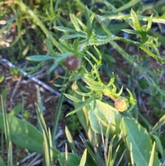 Brachyscome ciliaris at Mutawintji, NSW - 27 Jun 2024 04:30 PM