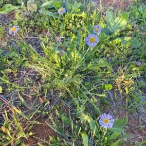 Brachyscome ciliaris at Mutawintji, NSW - 27 Jun 2024 04:30 PM