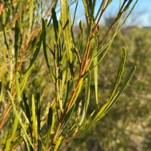 Dodonaea viscosa subsp. angustissima at Mutawintji, NSW - 27 Jun 2024