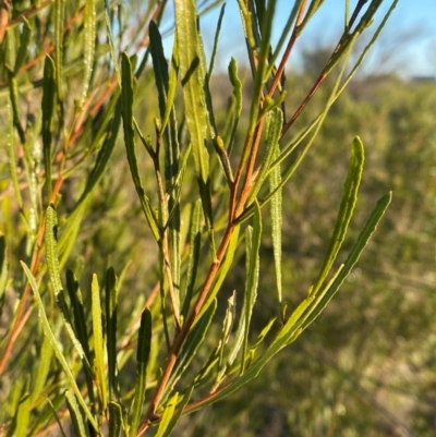 Dodonaea viscosa subsp. angustissima (Hop Bush) at Mutawintji, NSW - 27 Jun 2024 by Tapirlord