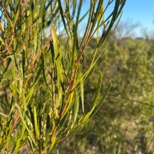 Dodonaea viscosa subsp. angustissima at Mutawintji, NSW - 27 Jun 2024