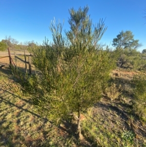 Dodonaea viscosa subsp. angustissima at Mutawintji, NSW - 27 Jun 2024 04:30 PM