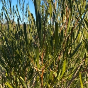 Dodonaea viscosa subsp. angustissima at Mutawintji, NSW - 27 Jun 2024 04:30 PM