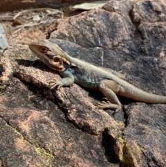 Ctenophorus mirrityana at Mutawintji, NSW - 27 Jun 2024 by Tapirlord