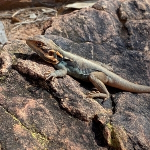 Ctenophorus mirrityana at Mutawintji, NSW - 27 Jun 2024