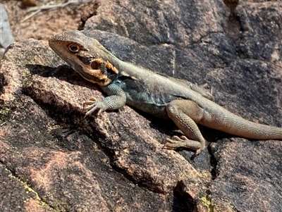 Ctenophorus mirrityana (Barrier Range Dragon) at Mutawintji, NSW - 27 Jun 2024 by Tapirlord