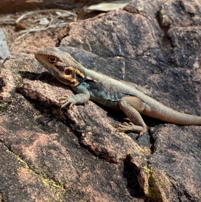 Ctenophorus mirrityana (Barrier Range Dragon) at Mutawintji, NSW - 27 Jun 2024 by Tapirlord