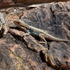 Ctenophorus mirrityana at Mutawintji, NSW - 27 Jun 2024