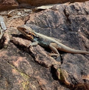 Ctenophorus mirrityana at Mutawintji, NSW - suppressed