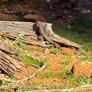 Ctenophorus mirrityana at Mutawintji, NSW - suppressed