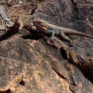 Ctenophorus mirrityana at Mutawintji, NSW - suppressed