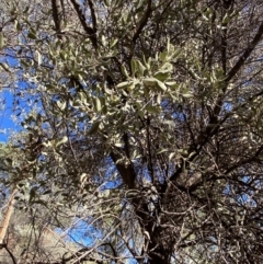 Amyema maidenii subsp. maidenii (Pale-leaved Mistletoe) at Mutawintji, NSW - 27 Jun 2024 by Tapirlord