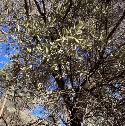 Amyema maidenii subsp. maidenii (Pale-leaved Mistletoe) at Mutawintji, NSW - 27 Jun 2024 by Tapirlord