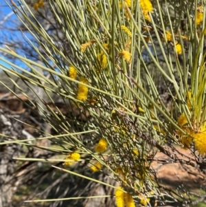 Acacia loderi at Mutawintji, NSW - 27 Jun 2024