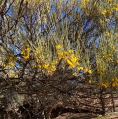 Acacia loderi at Mutawintji, NSW - 27 Jun 2024