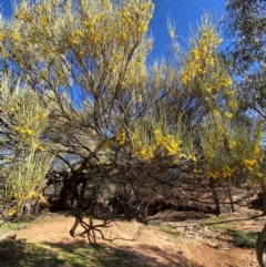 Acacia loderi at Mutawintji, NSW - 27 Jun 2024