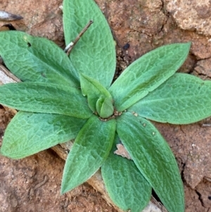 Pterostylis cobarensis at Mutawintji, NSW - suppressed