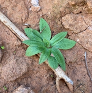 Pterostylis cobarensis at Mutawintji, NSW - 27 Jun 2024