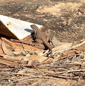 Ctenophorus mirrityana at Mutawintji, NSW - suppressed