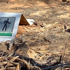 Ctenophorus mirrityana at Mutawintji, NSW - suppressed