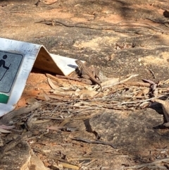 Ctenophorus mirrityana at Mutawintji, NSW - suppressed