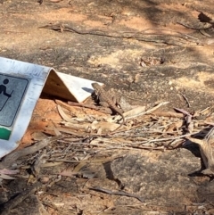 Ctenophorus mirrityana at Mutawintji, NSW - suppressed