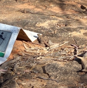 Ctenophorus mirrityana at Mutawintji, NSW - suppressed