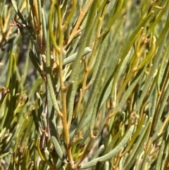 Acacia aneura at Mutawintji, NSW - 27 Jun 2024 by Tapirlord