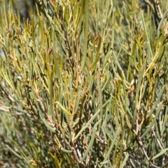 Acacia sibirica at Mutawintji, NSW - 27 Jun 2024 12:55 PM