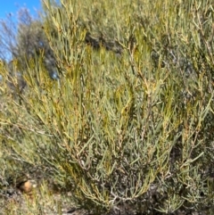 Acacia sibirica at Mutawintji, NSW - 27 Jun 2024 12:55 PM