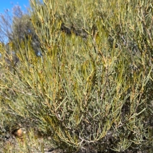 Acacia sibirica at Mutawintji, NSW - 27 Jun 2024 12:55 PM