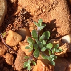 Actinobole uliginosum (Flannel Cudweed, Cotton Weed) at Mutawintji, NSW - 27 Jun 2024 by Tapirlord