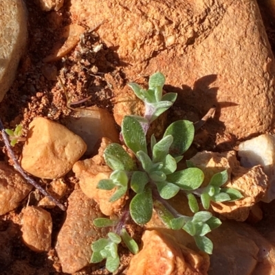 Actinobole uliginosum (Flannel Cudweed, Cotton Weed) at Mutawintji, NSW - 27 Jun 2024 by Tapirlord