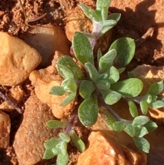 Actinobole uliginosum at Mutawintji, NSW - 27 Jun 2024