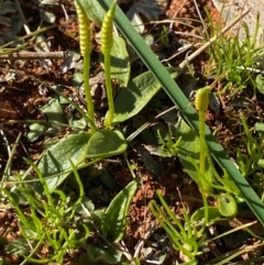 Ophioglossum lusitanicum (Adder's Tongue) at Mutawintji, NSW - 27 Jun 2024 by Tapirlord