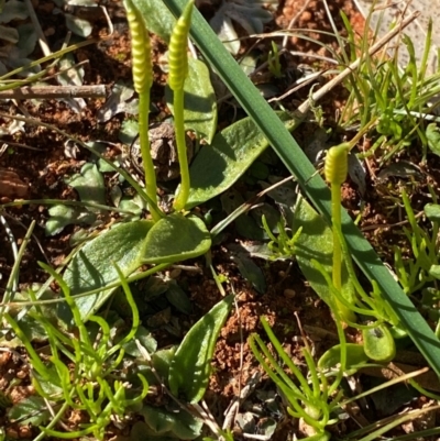 Ophioglossum lusitanicum (Adder's Tongue) at Mutawintji, NSW - 27 Jun 2024 by Tapirlord