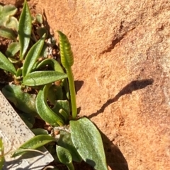 Ophioglossum lusitanicum at Mutawintji, NSW - 27 Jun 2024