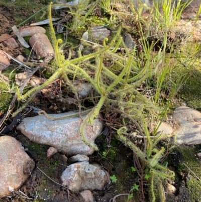 Drosera finlaysoniana (Flycatcher) at Mutawintji, NSW - 27 Jun 2024 by Tapirlord