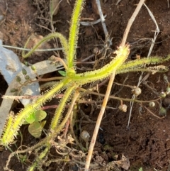 Drosera finlaysoniana at Mutawintji, NSW - 27 Jun 2024