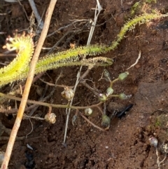 Drosera finlaysoniana at Mutawintji, NSW - 27 Jun 2024