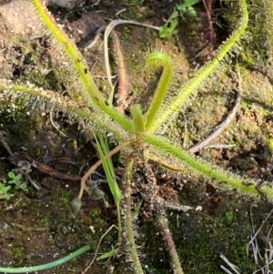 Drosera finlaysoniana at Mutawintji, NSW - 27 Jun 2024