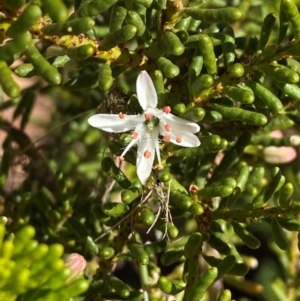 Philotheca linearis at Mutawintji, NSW - 27 Jun 2024 12:07 PM