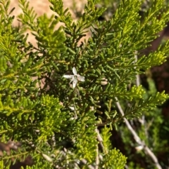 Philotheca linearis at Mutawintji, NSW - 27 Jun 2024